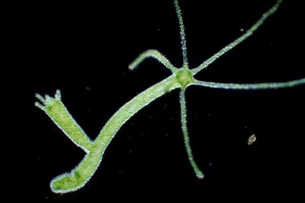 Кракен только через краски