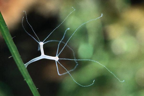 Krab8 cc строительные материалы доставка