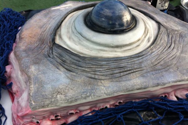 Ссылки тор браузер декор