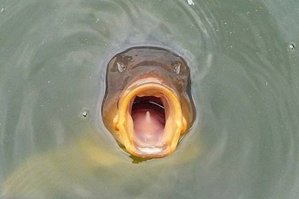 Кракен сайт декор