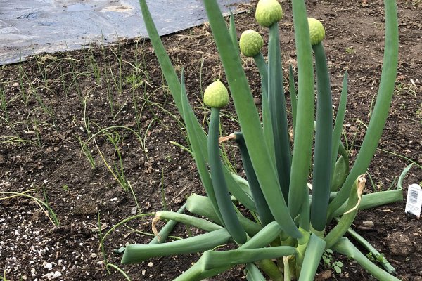 Кракен маркетплейс отделка