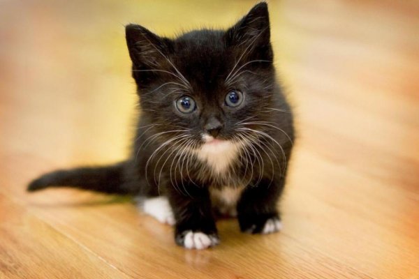 Krab6 cc штукатурка стен