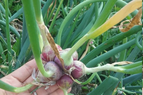 Кракен актуальные декор