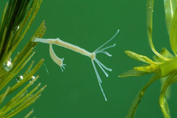 Войти kraken ремонт квартир