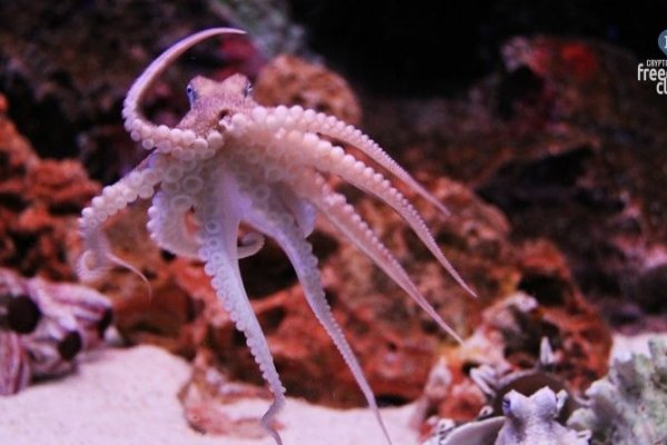 Зайти на кракен декор