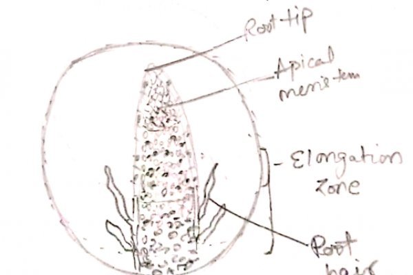 Krab5 at дизайн интерьера