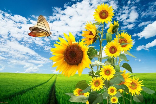 Кракен маркет тор отделка